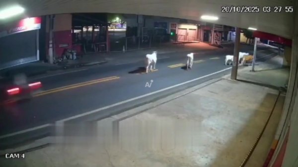 🕯巴西一位20岁球员骑摩托车与一头牛相撞，当场离世